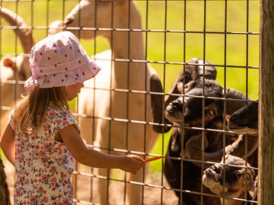 Two year old girl mother in farmland feeding goats. Sunny day in farmland